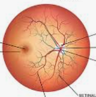 Topcon Retinal (အမြင်လွှာ) Product Portfolio